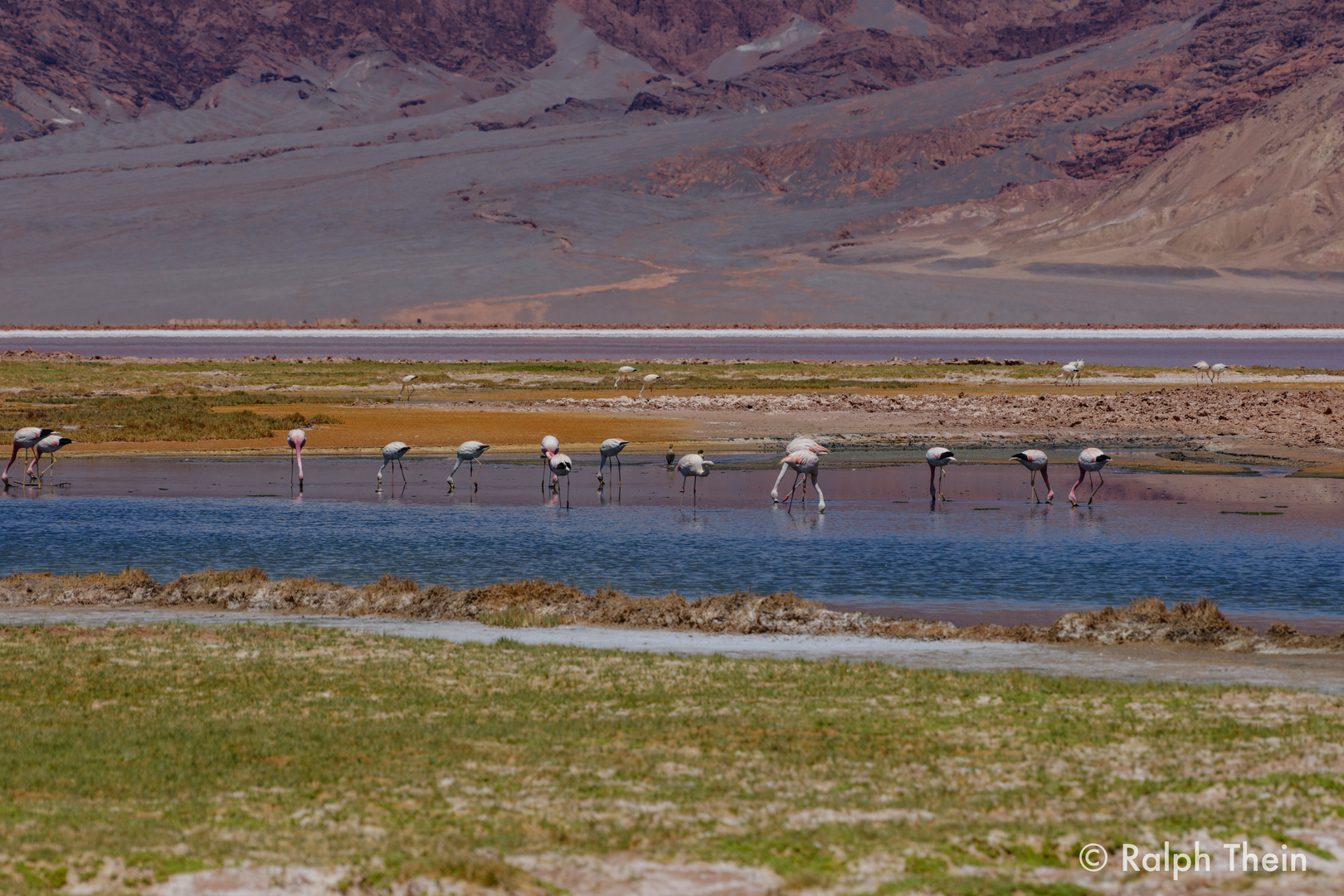 Flamingos in der Piedra Pomez