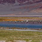 Flamingos in der Piedra Pomez