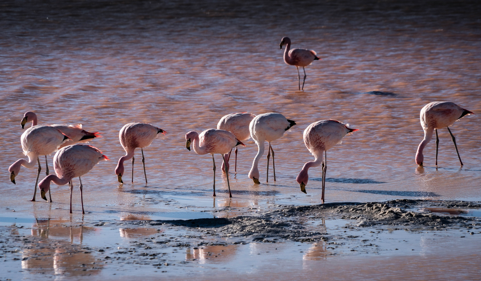 Flamingos in der roten Lagune