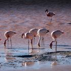 Flamingos in der roten Lagune