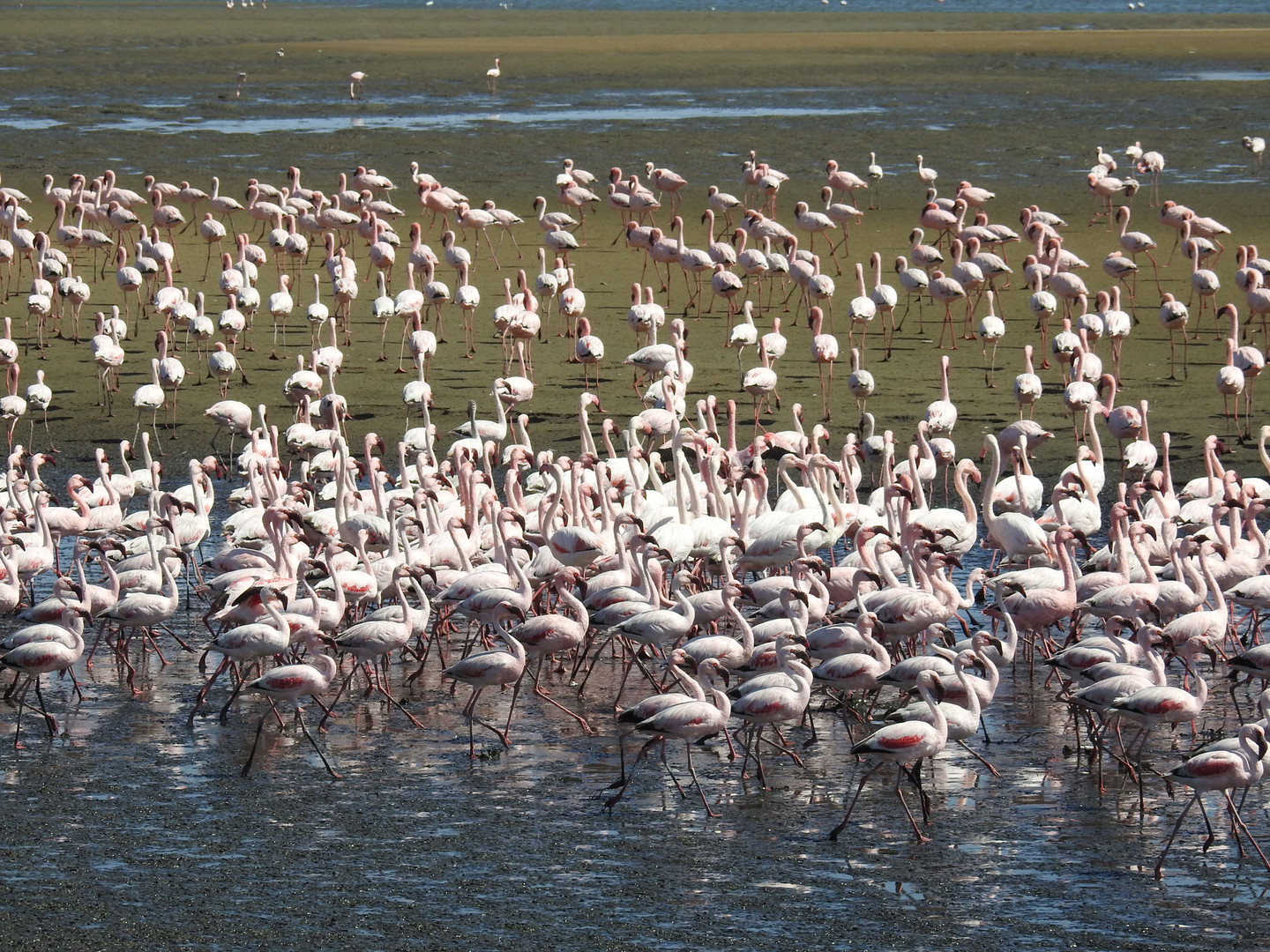 Flamingos in der Wallvisbay/Namibia