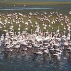 Flamingos in der Wallvisbay/Namibia