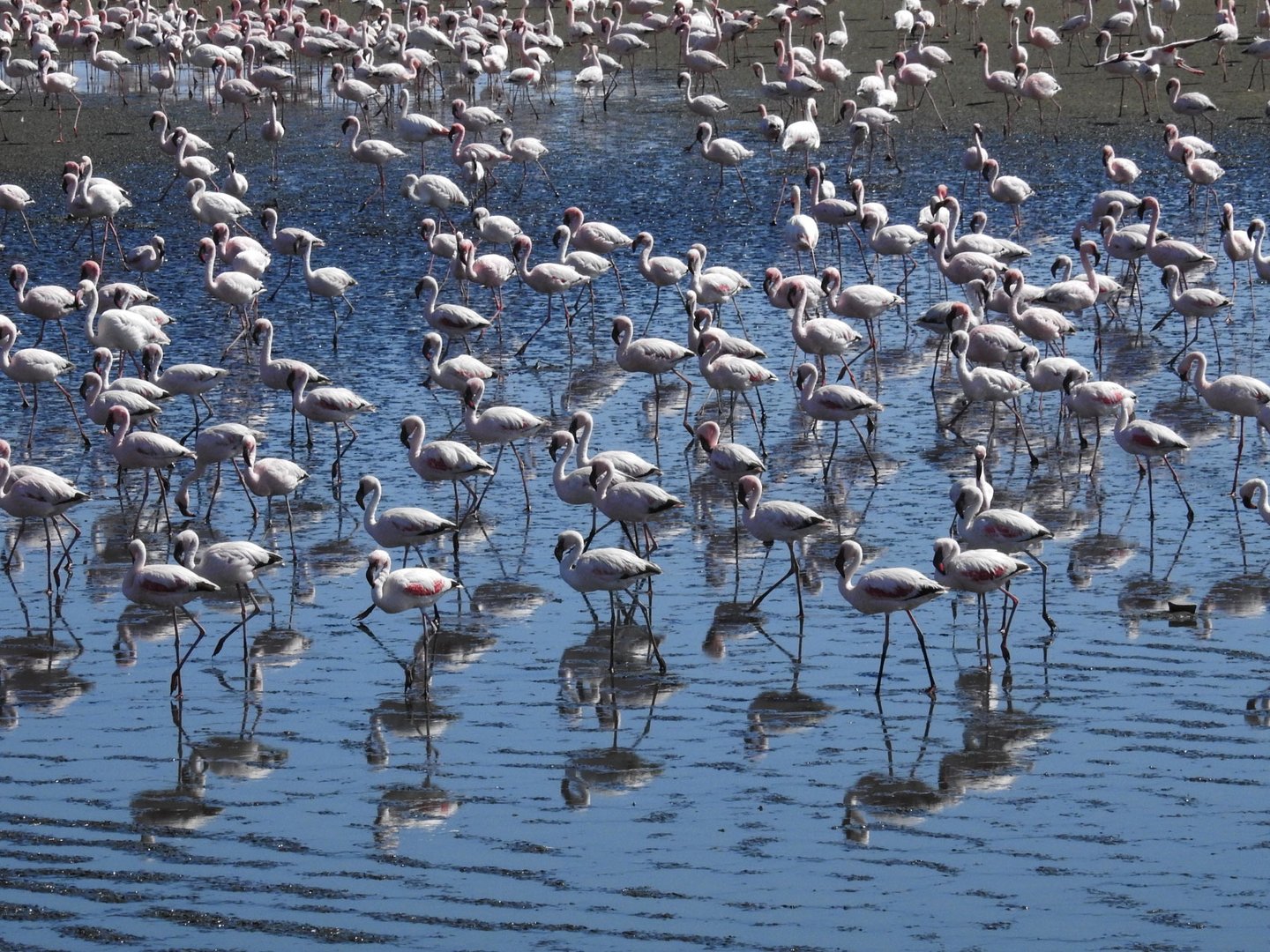 Flamingos in der Walvisbay für Ingrid Sievers