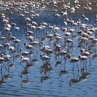 Flamingos in der Walvisbay für Ingrid Sievers