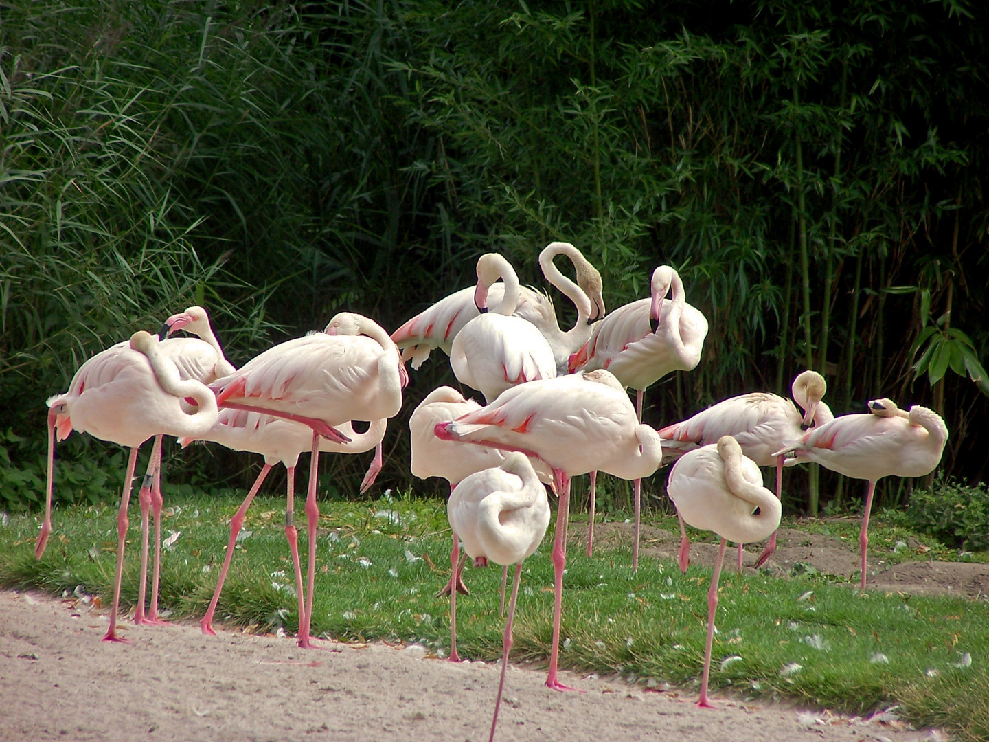 Flamingos in der Wilhelma in Stuttgart