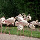 Flamingos in der Wilhelma in Stuttgart