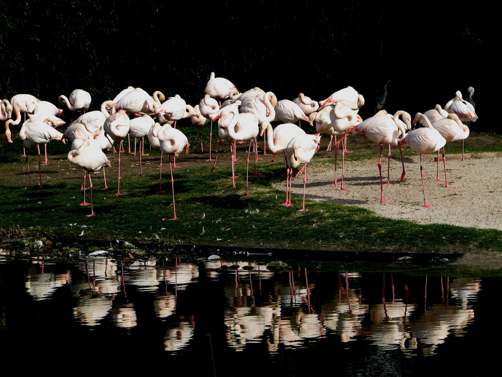 Flamingos in der Wilhelma Stuttgart