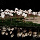 Flamingos in der Wilhelma Stuttgart