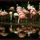 Flamingos in Duisburger Zoo