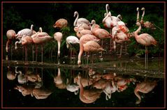 Flamingos in Duisburger Zoo