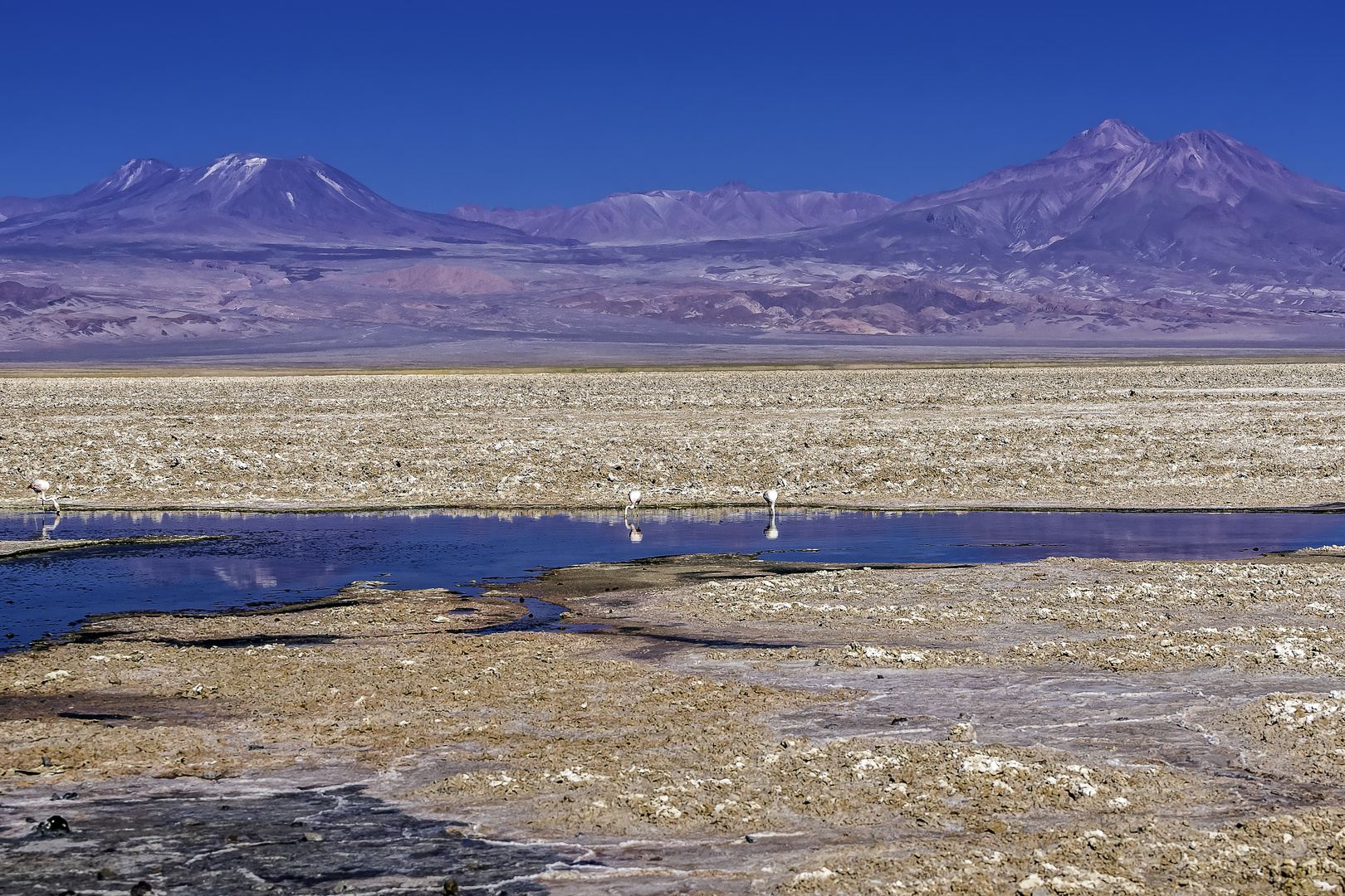 Flamingos in einer Lagune mitten im Salar de Atacama