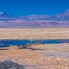 Flamingos in einer Lagune mitten im Salar de Atacama
