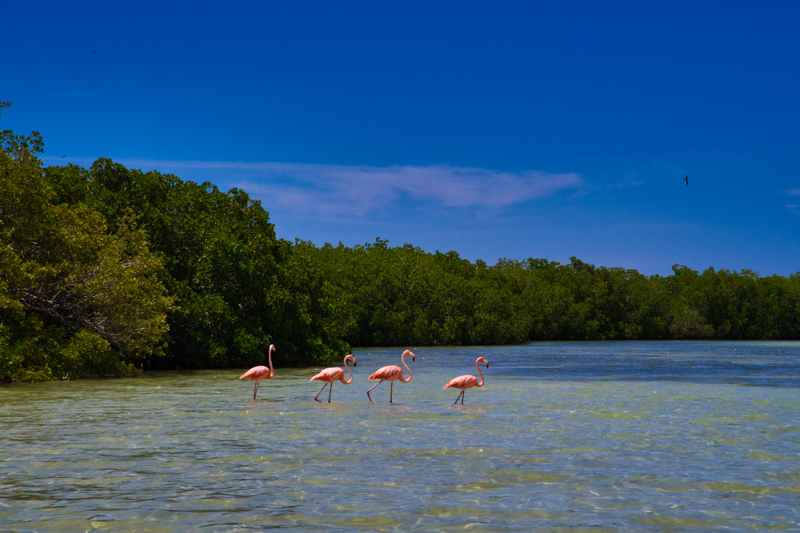 Flamingos in einer Reihe