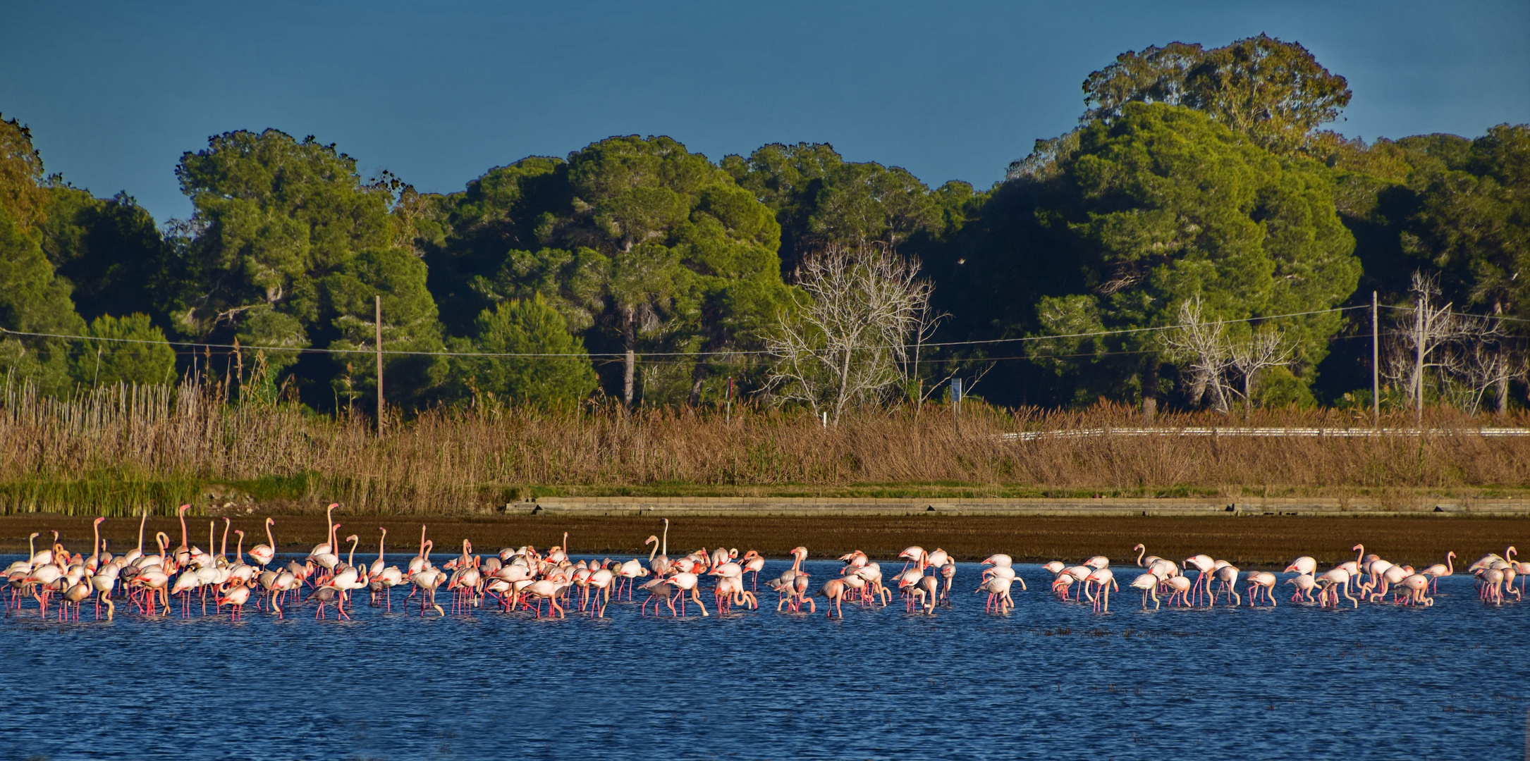 Flamingos in El Saler, Valencia