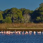 Flamingos in El Saler, Valencia