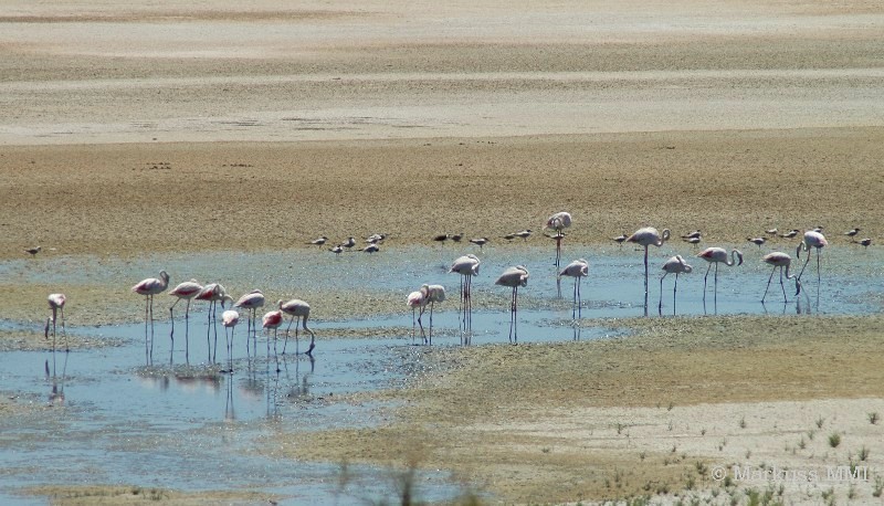 Flamingos in Europa