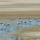 Flamingos in Europa