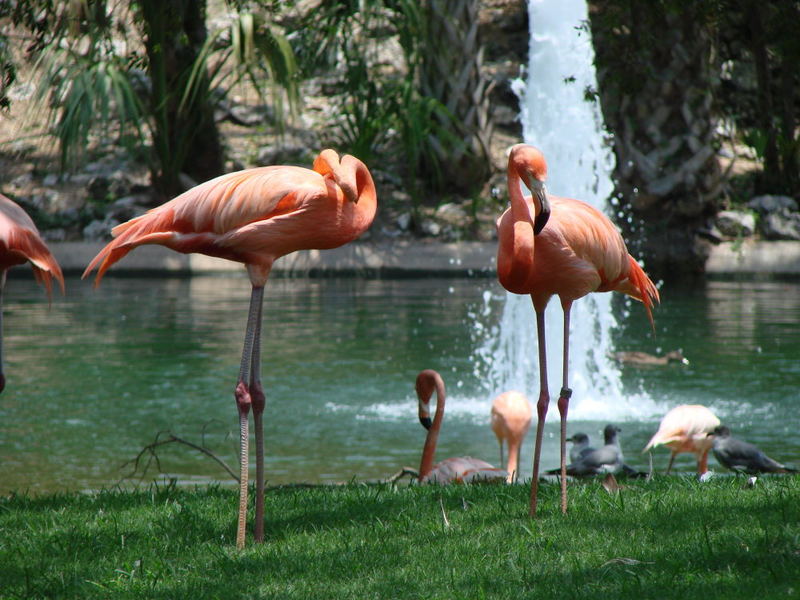 Flamingos in Florida