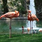 Flamingos in Florida