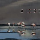 Flamingos in Freiheit