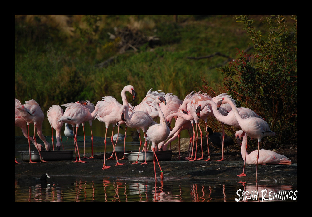 Flamingos in Gelsenkirchen