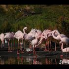 Flamingos in Gelsenkirchen