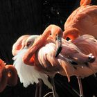 Flamingos in Gran Canaria