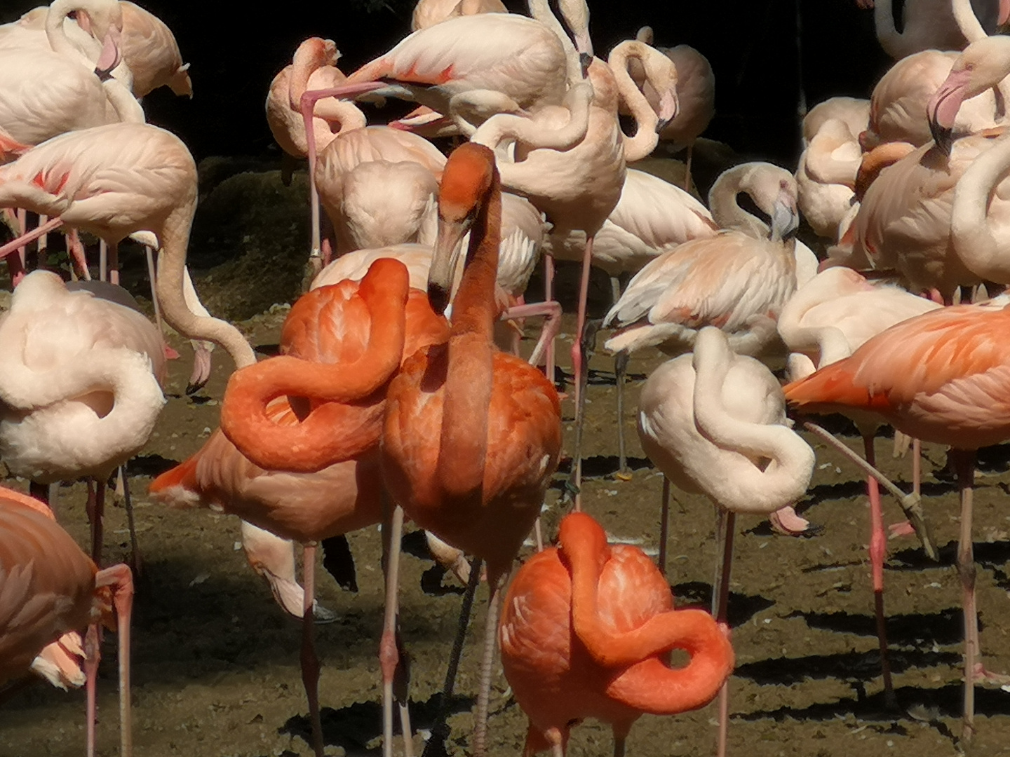 Flamingos in Hellabrunn 