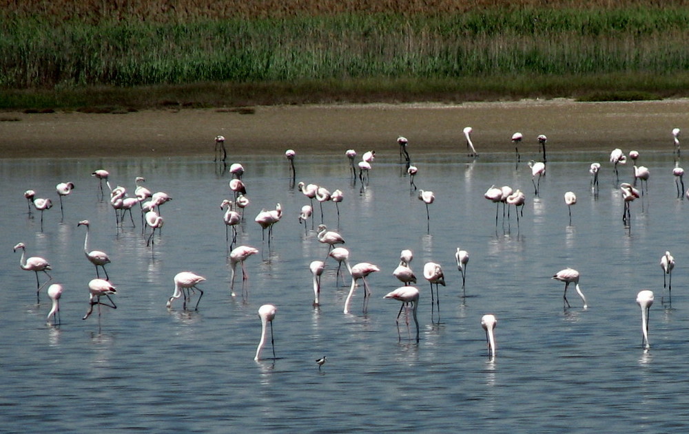 FLAMINGOS IN KALOCHORI'S LAGOON (THESSALONIKI)