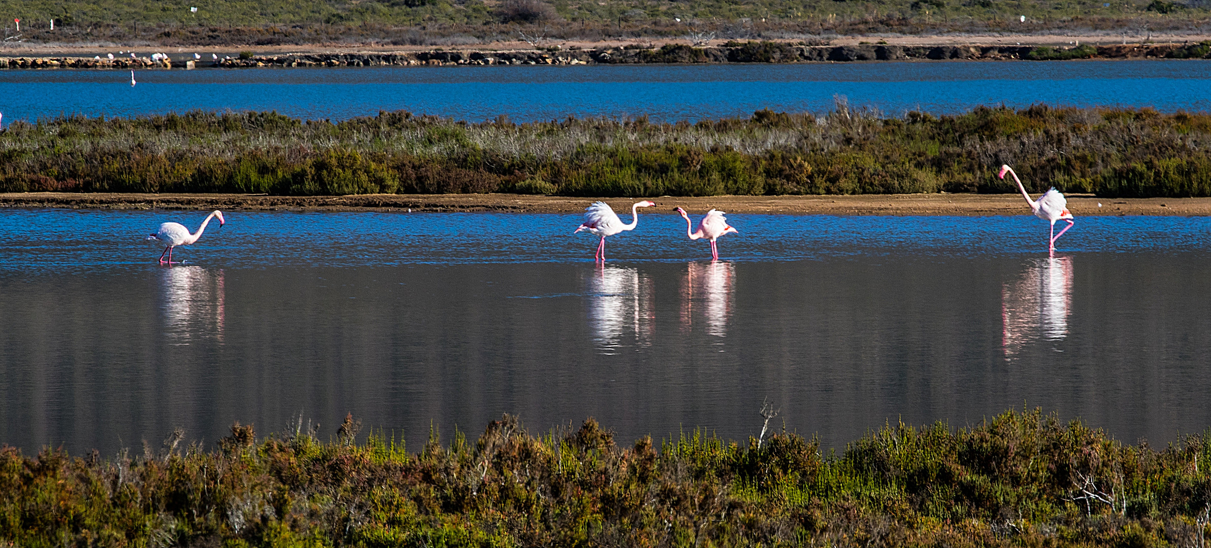 Flamingos in Lagune ..