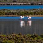 Flamingos in Lagune ..