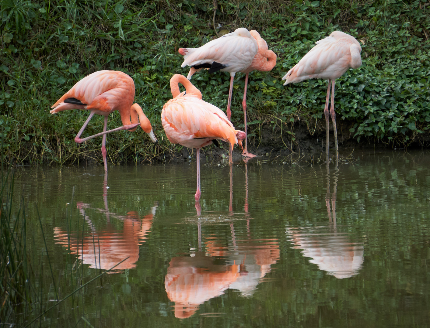 Flamingos in Las Terrazas, Cuba