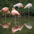 Flamingos in Las Terrazas, Cuba