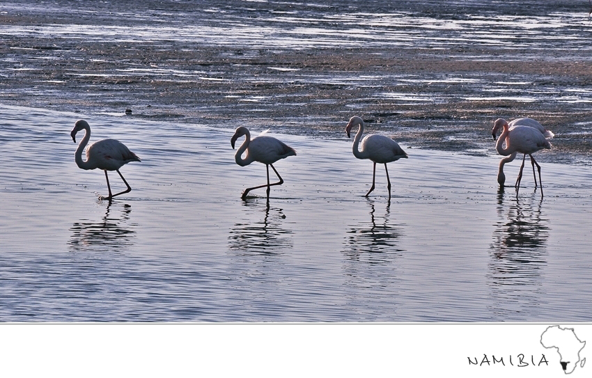 Flamingos in line