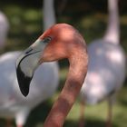 Flamingos in Mannheim