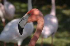 Flamingos in Mannheim