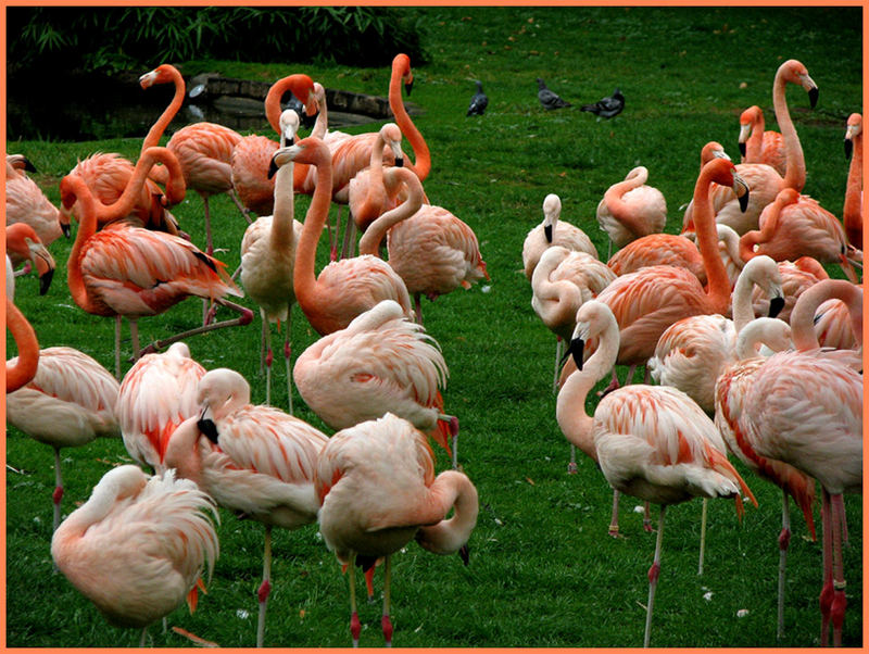 Flamingos in Massen