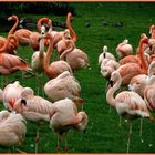 Flamingos in Massen