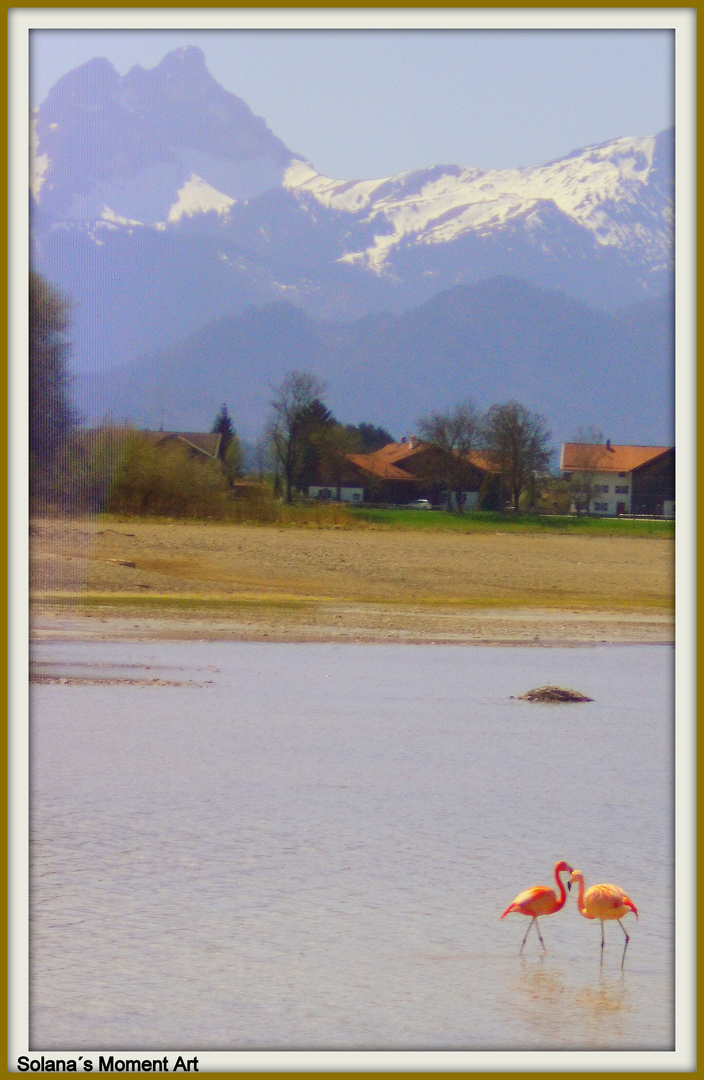 Flamingos in mitten der Berge