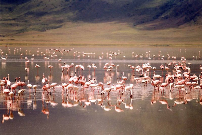 Flamingos in Ngorongoro Krater