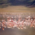 Flamingos in Ngorongoro Krater