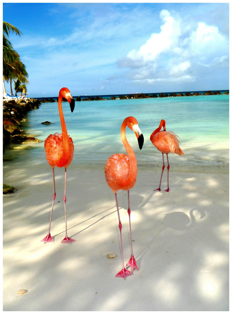 Flamingos in paradise, Aruba