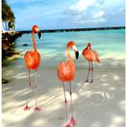 Flamingos in paradise, Aruba