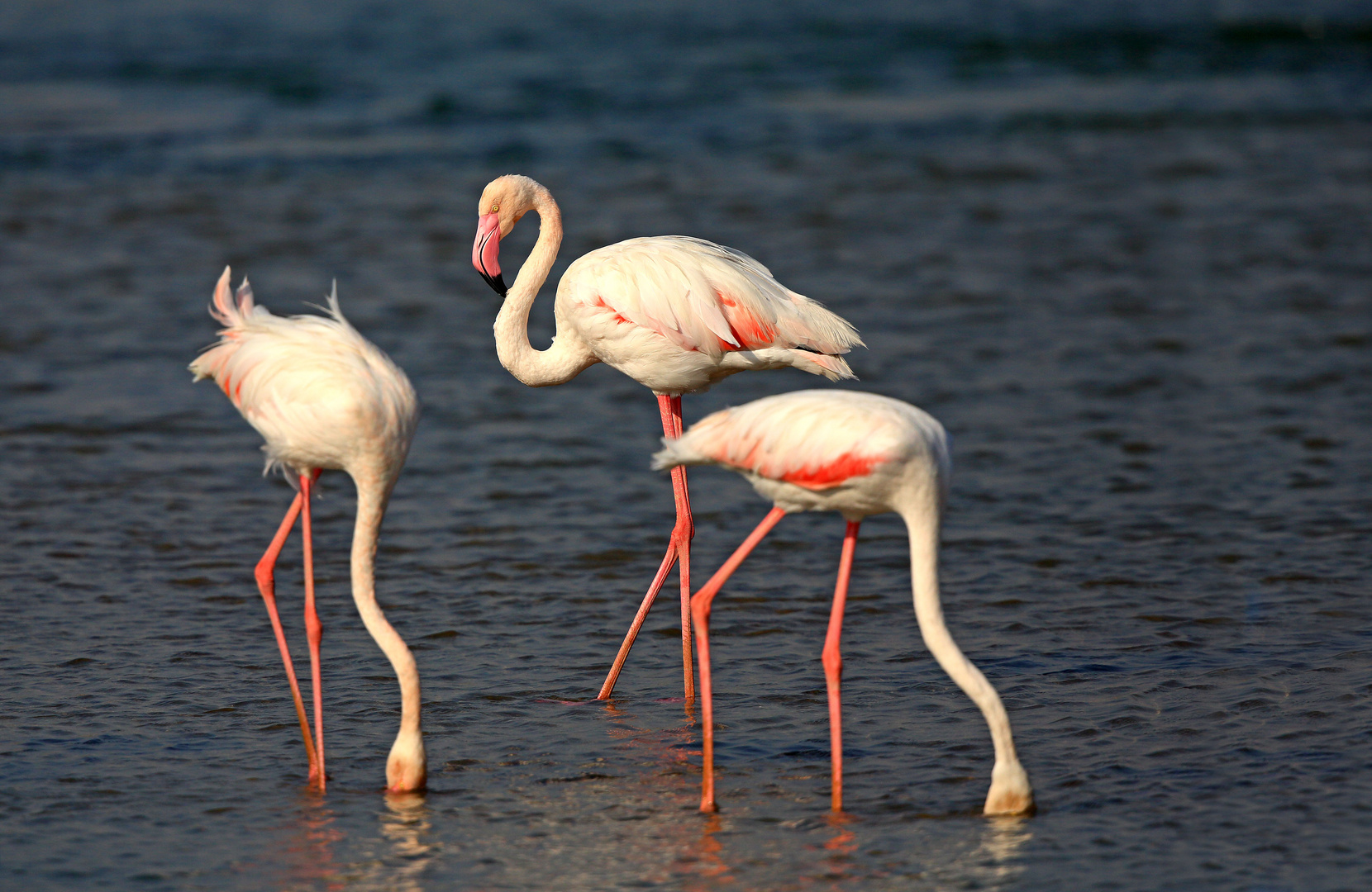 Flamingos in Ras al Khor