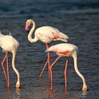 Flamingos in Ras al Khor