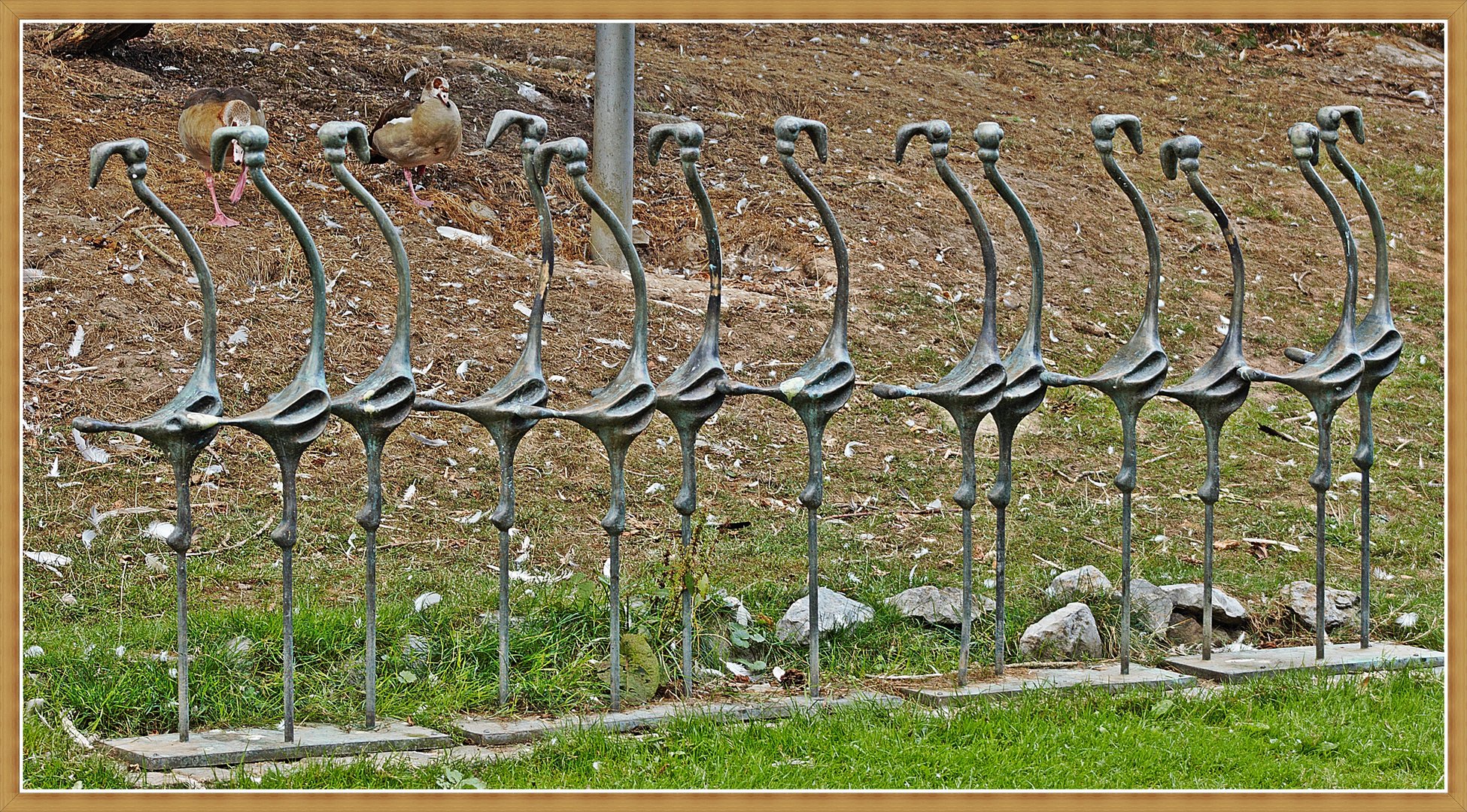 Flamingos in Reih und Glied