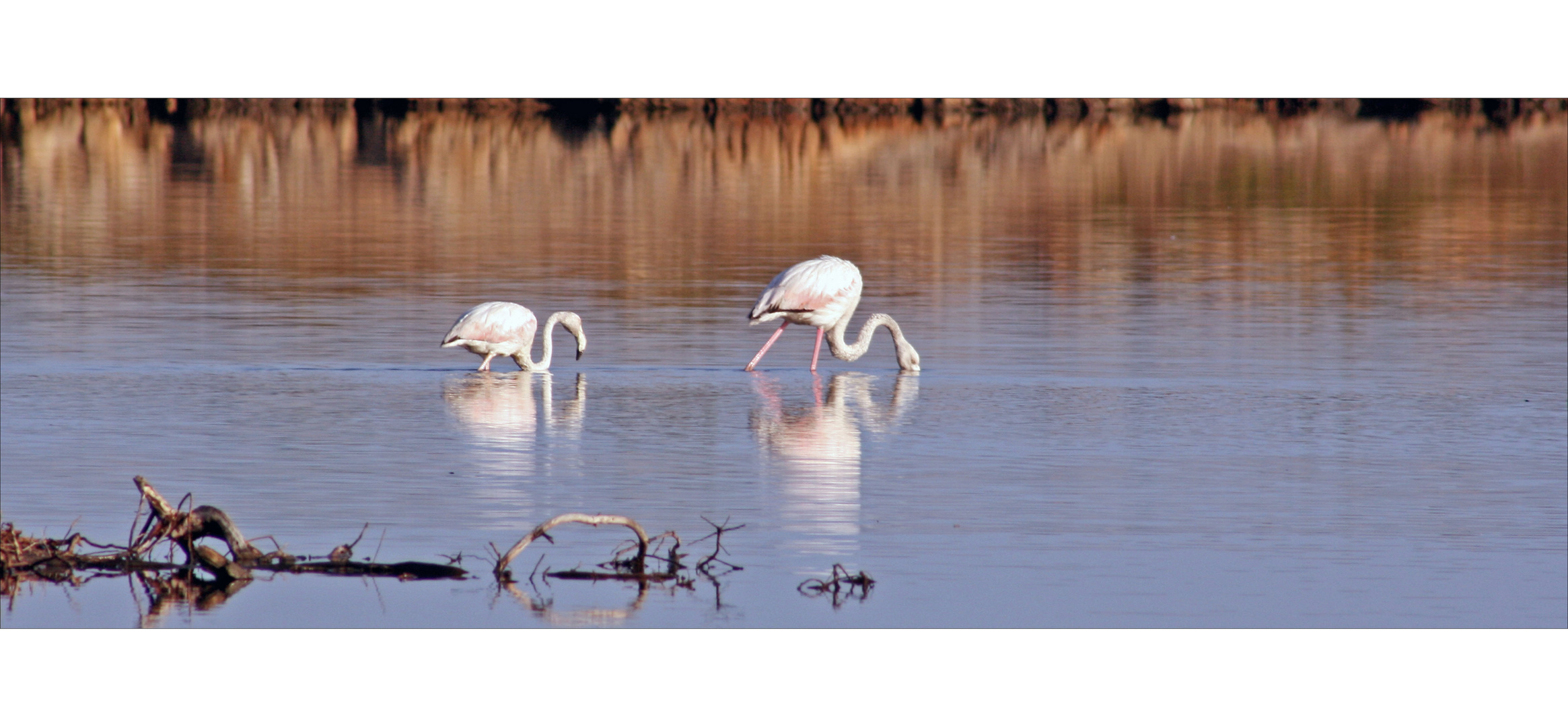 Flamingos in Salzwasserlagune in Sardinien - San Teodoro
