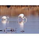 Flamingos in Salzwasserlagune in Sardinien - San Teodoro