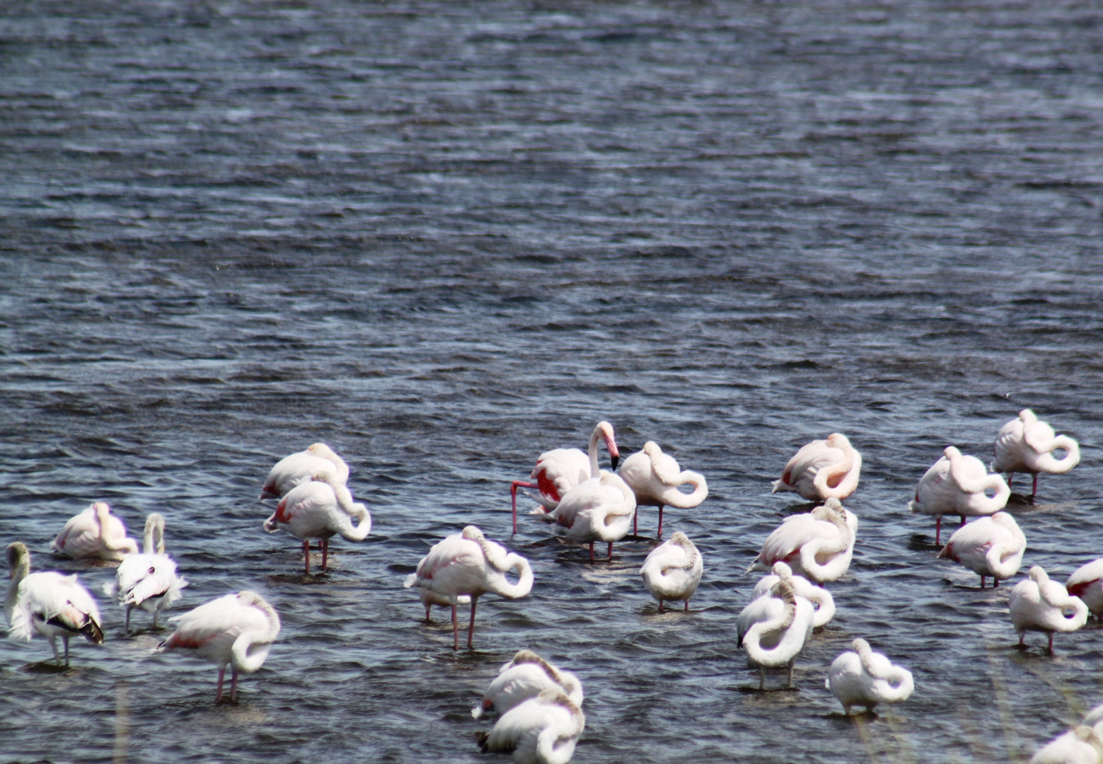 Flamingos in Schlafstellung