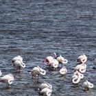 Flamingos in Schlafstellung